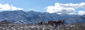 A herd of horses we met on a ridge.