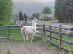 Janet in all of her regal awkwardness.