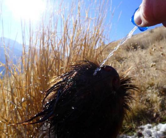 Make sure to keep your dog hydrated, whether on the trail, around the house or in the field.